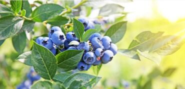 Fruit Picking in Woodlands