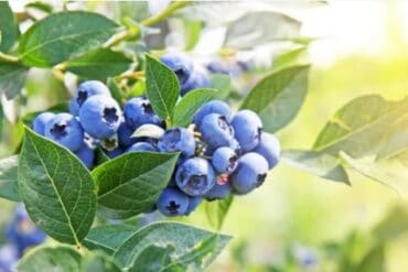 Fruit Picking in Woodlands