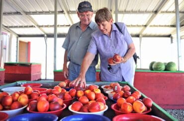 Fruit Picking in Yuba City California