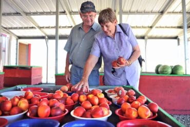 Fruit Picking in Yuba City California