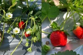 Fruit Picking in Yuen Long New Territories