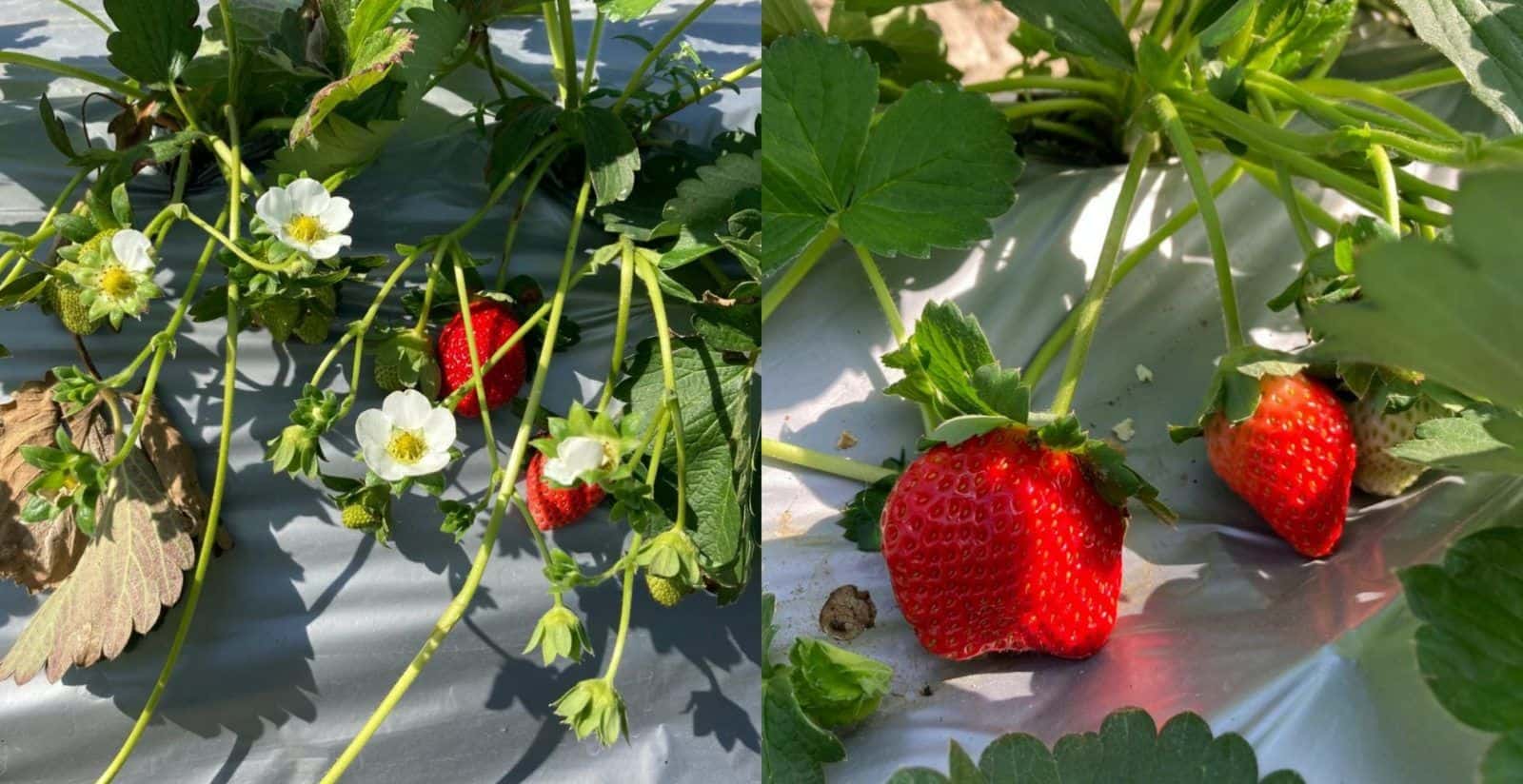 Fruit Picking in Yuen Long New Territories