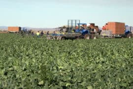 Fruit Picking in Yuma Arizona