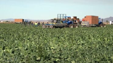 Fruit Picking in Yuma Arizona