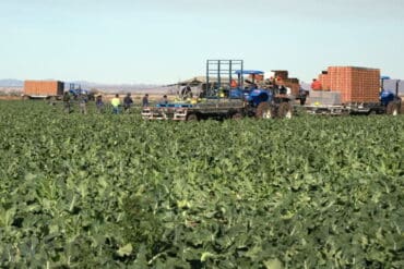 Fruit Picking in Yuma Arizona