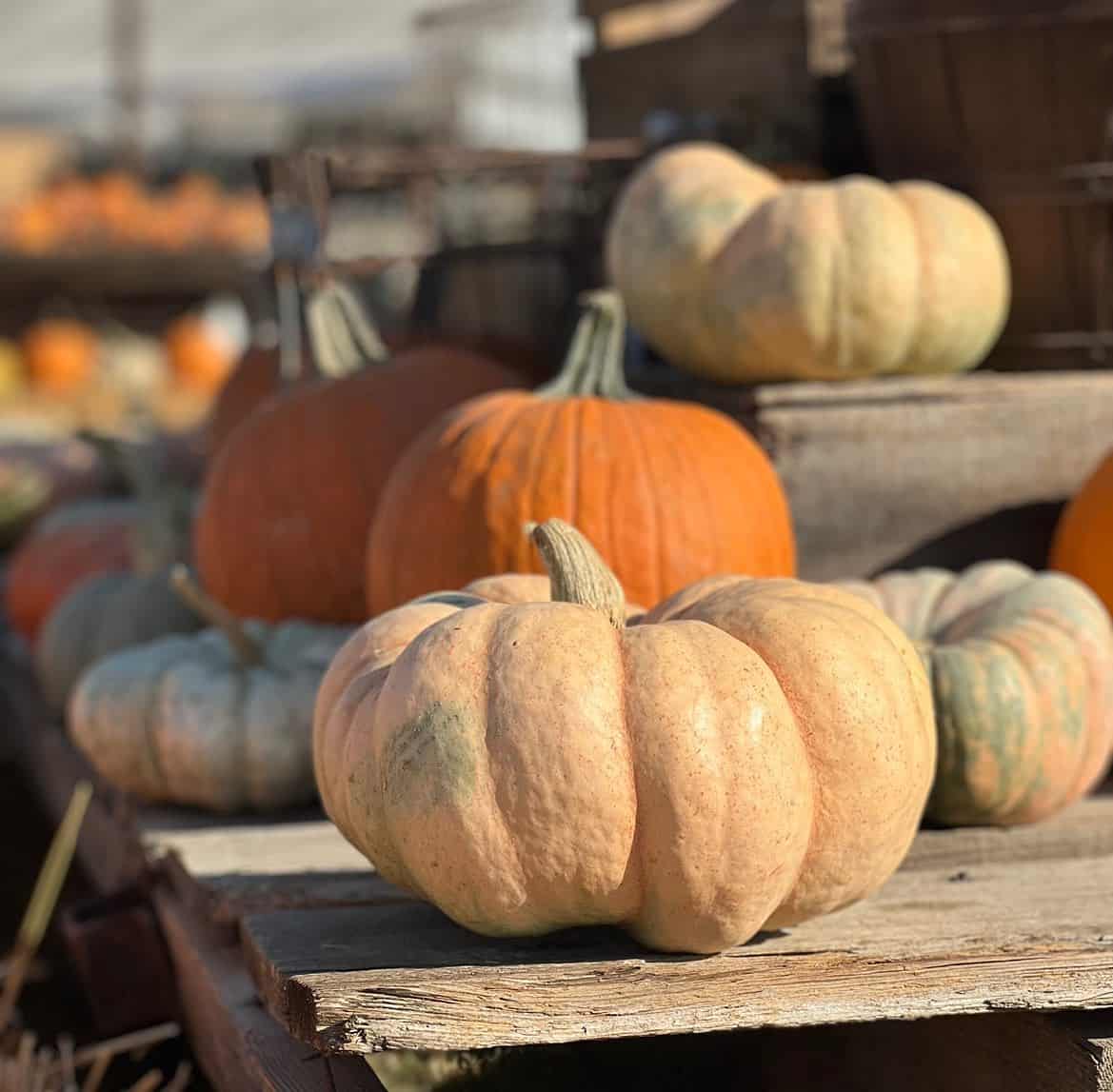 Halloween in Visalia California