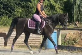 Horse Riding in Auburn Washington