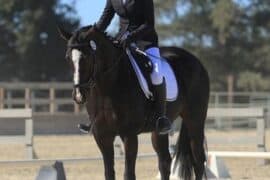 Horse Riding in Castro Valley California