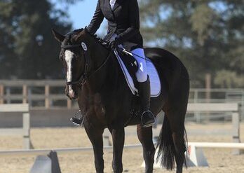 Horse Riding in Castro Valley California