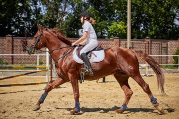 Horse Riding in Central and Western Hong Kong Island