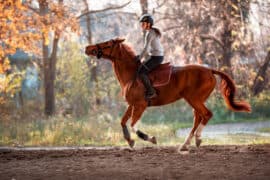 Horse Riding in Folsom California