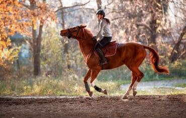 Horse Riding in Folsom California