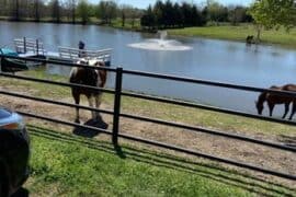 Horse Riding in Garland Texas