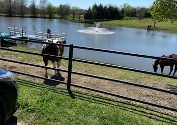 Horse Riding in Garland Texas