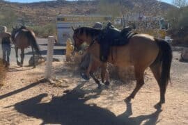 Horse Riding in Glendale Arizona