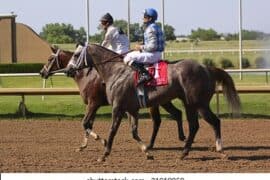 Horse Riding in Grand Prairie Texas