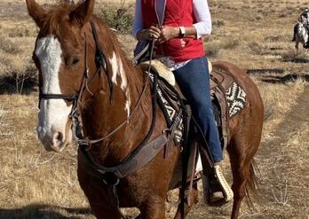 Horse Riding in Hawthorne California