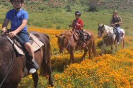 Horse Riding in Hemet California