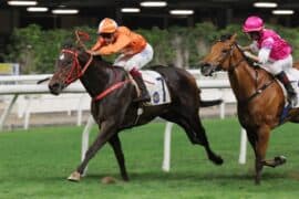 Horse Riding in Kwun Tong Kowloon