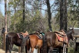 Horse Riding in Merced California