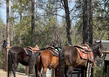 Horse Riding in Merced California