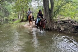 Horse Riding in Midland Texas