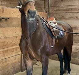 Horse Riding in Palo Alto California