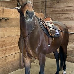 Horse Riding in Palo Alto California