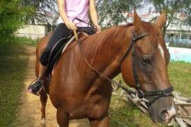 Horse Riding in Punggol