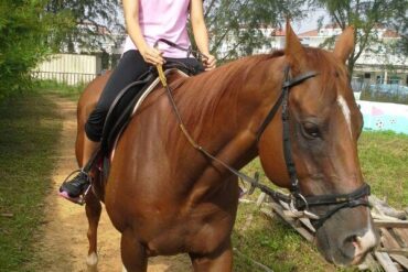 Horse Riding in Punggol