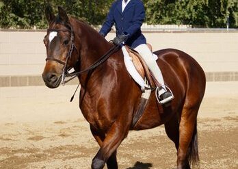 Horse Riding in Redlands California