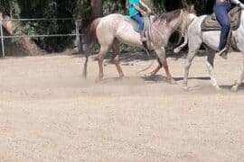 Horse Riding in Riverside California