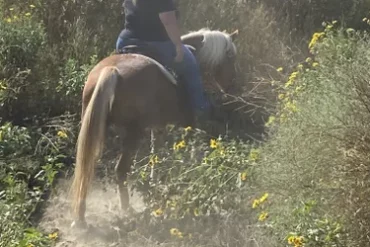 Horse Riding in Santa Ana California