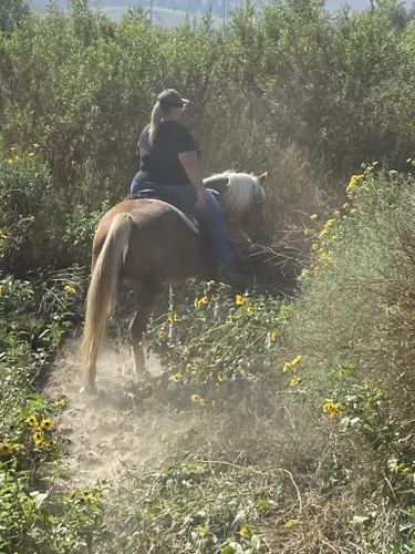 Horse Riding in Santa Ana California