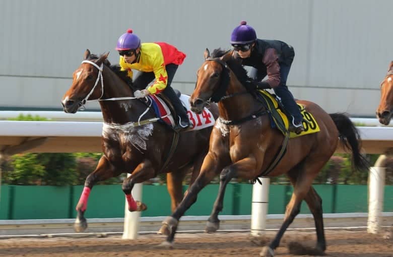 Horse Riding in Sha Tin New Territories