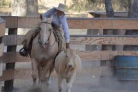 Horse Riding in Torrance California