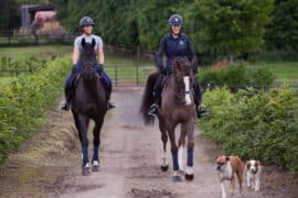 Horse Riding in Tracy California