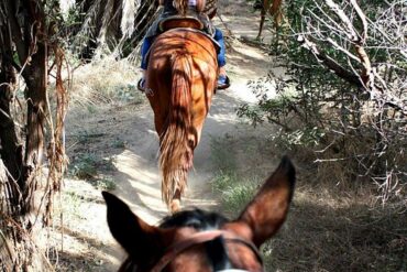 Horse Riding in Tustin California