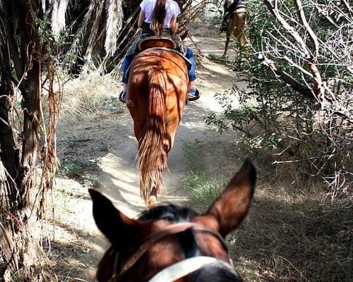 Horse Riding in Tustin California