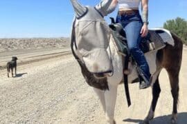 Horse Riding in Yuma Arizona