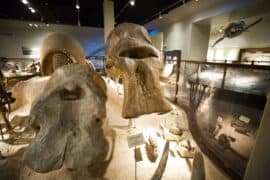 Museums in Leander Texas