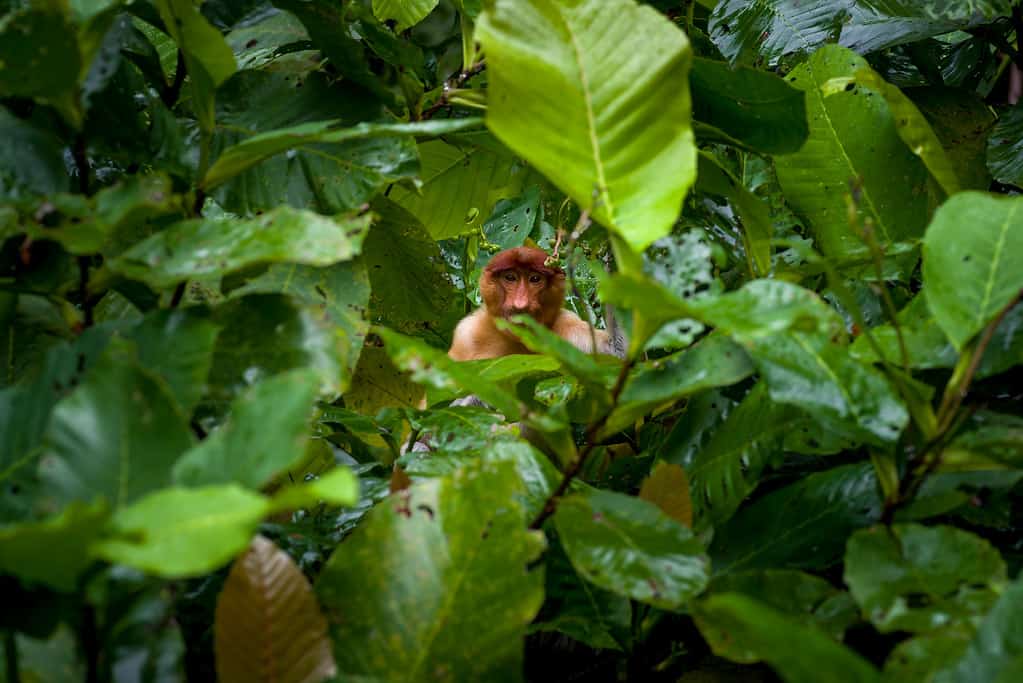 National Parks in Clementi