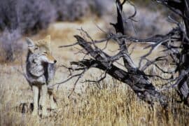 National Parks in Rialto California