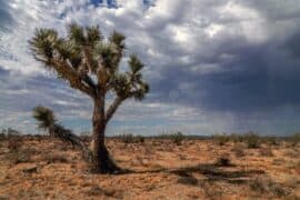 National Parks in Victorville California