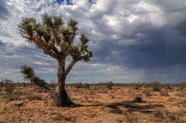 National Parks in Victorville California