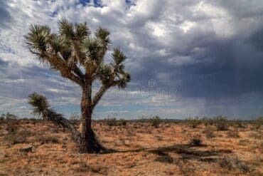 National Parks in Victorville California