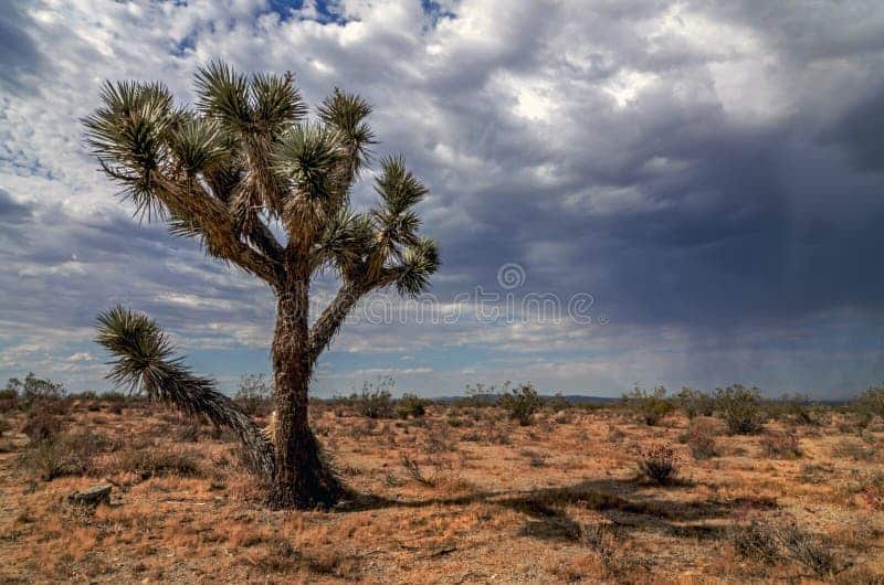 Exploring the Awe-Inspiring National Parks of Victorville, California