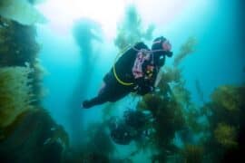 Snorkelling Locations in Garden Grove California