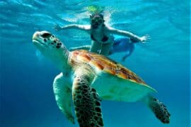 Snorkelling Locations in Pflugerville Texas