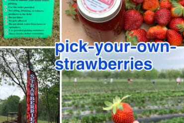 Strawberry Picking Places in Abilene Texas